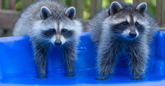 raccoons by pool