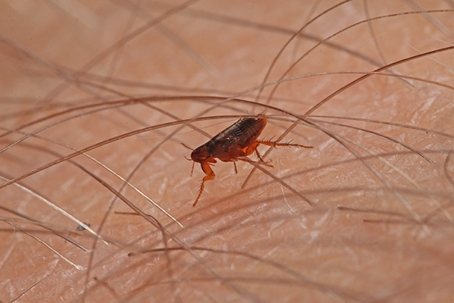 A flea on skin