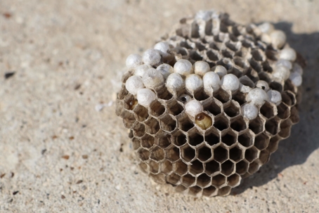 wasp nest small