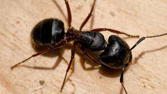 carpenter ant on wood