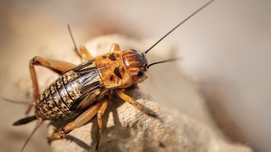 a cricket crawling inside a home