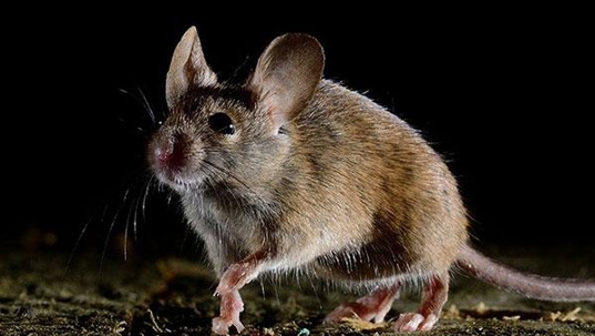 rodent crawling at night