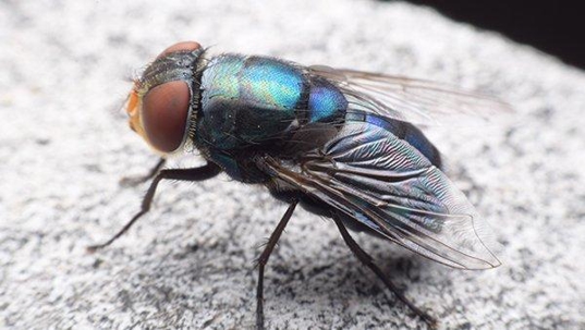 a blow fly resting on a rock