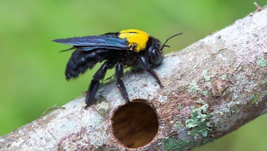 a carpenter bee on a branch
