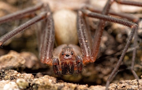 spider up close