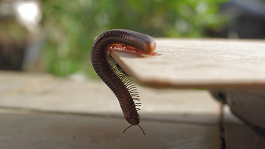 millipede hanging off a counter