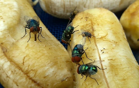 flies on old bananas