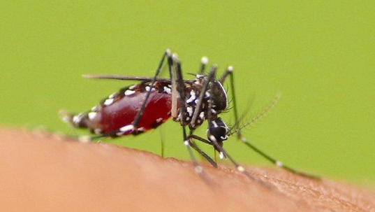 mosquito biting a human and spreading disease