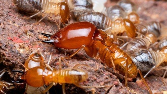 termites crawling on wood in fort worth