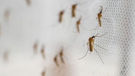 mosquitoes on screen