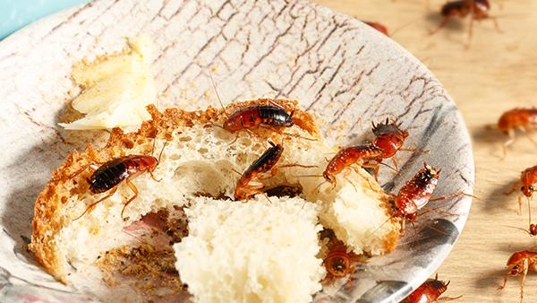 cockroaches in a bowl of food