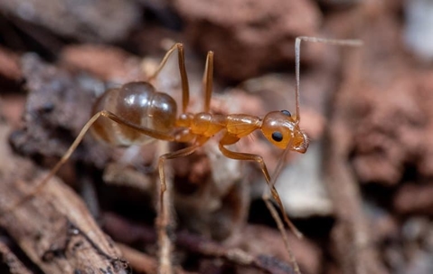 ant on ground