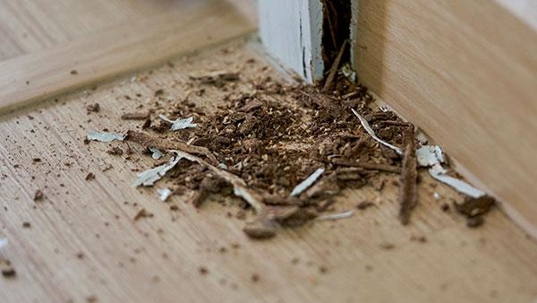 up close image of termite damage