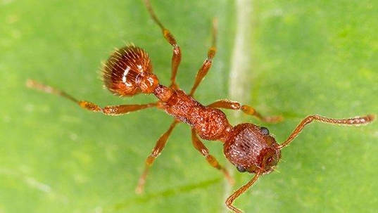 a fire ant crawling on a green leaf