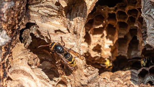 wasp infestation