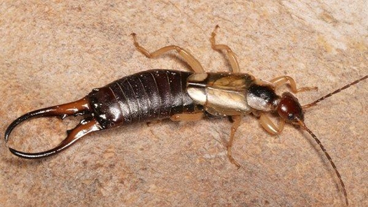 earwig on bathroom floor