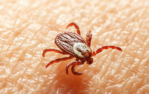 tick crawling on skin