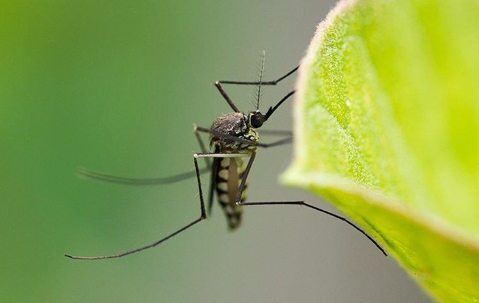 mosquito on leaf
