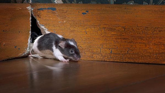 a mouse in a hole in the wall