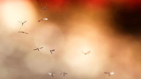 mosquitos flying around