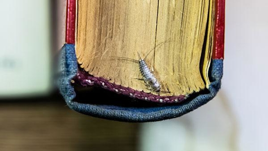 silverfish on a book