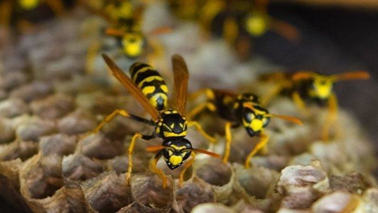 wasp on a nest