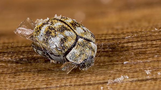 carpet beetles