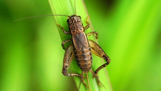 crickets on a leaf