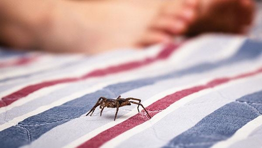 spider on striped picnic blanket