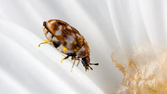 carpet beetle in flower