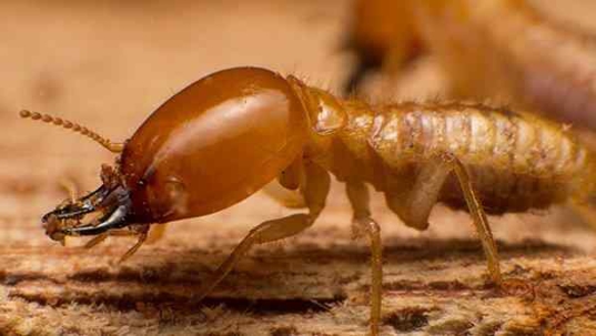 a termite on wood