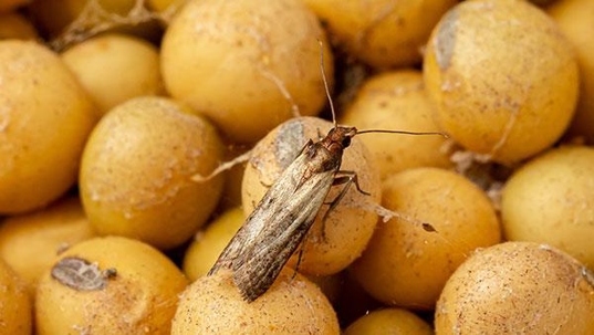 a pantry moth on food