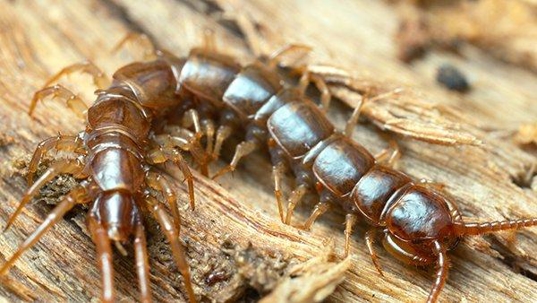 close up view of a centipede on a porch