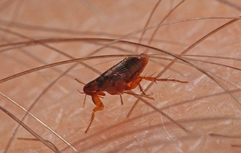 a flea on human skin