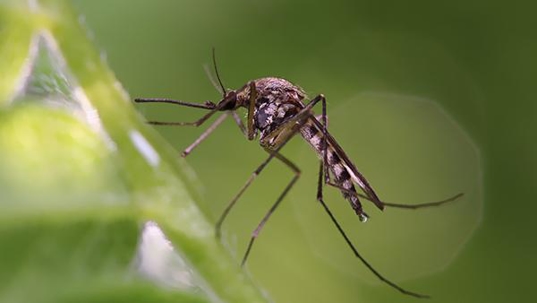 mosquito on leaf