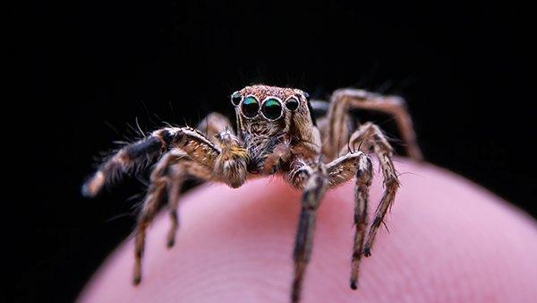a jumping spider perched on a finger