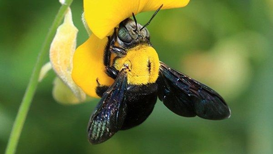 carpenter bee on a flower