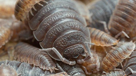 sow bugs infesting wood
