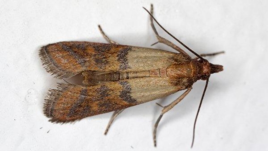 an indian meal moth on white surface
