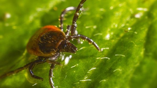 tick on a blade of grass