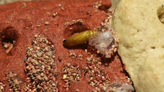 a pantry pest infestation