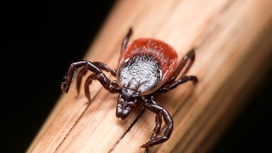 tick on a stem