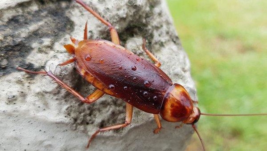 an american cockroach on a rock