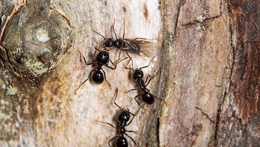 carpenter ants on wood