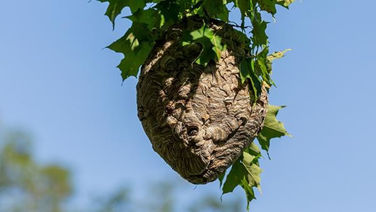 hornets nest