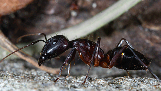 carpenter ant up close