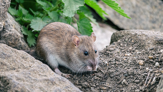rodent outside home