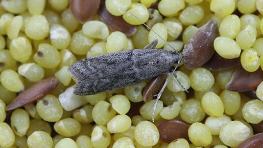 pantry moth on grapes