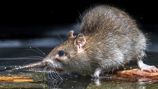 rat outside in water puddle