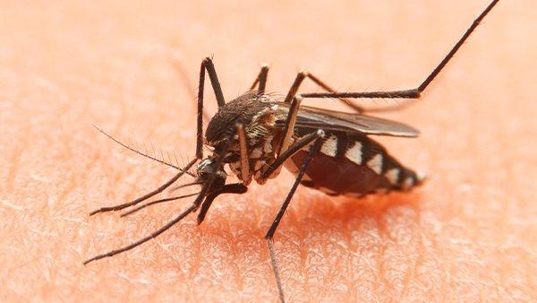a mosquito biting human skin